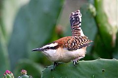 Rufous-naped Wren